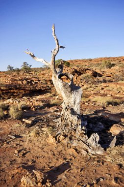 bitki örtüsü Kral Kanyonu Northern Territory Avustralya scant