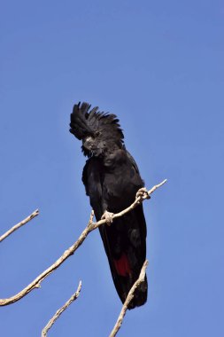 nadir, Kırmızı kuyruklu kara kakadu, Calyptorhynchus banksii, Batı Avustralya