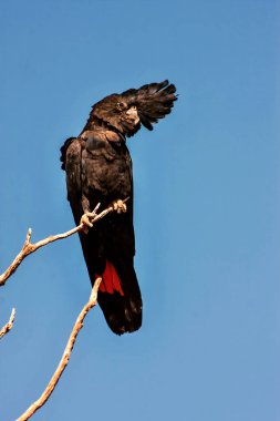 nadir, Kırmızı kuyruklu kara kakadu, Calyptorhynchus banksii, Batı Avustralya