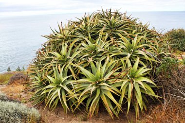 Avustralya'nın güney sahilinde büyük sulu
