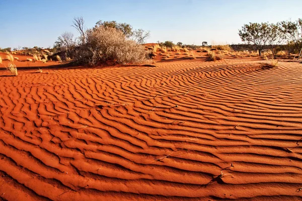 Kleine Pflanzen Der Wüste Westaustraliens — Stockfoto