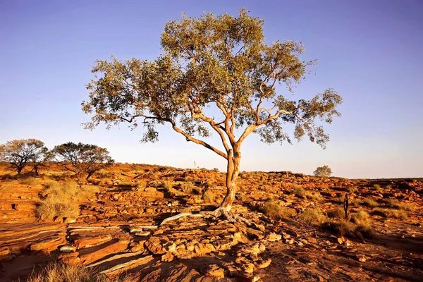 Spärliche Vegetation King Canyon Northern Territory Australien — Stockfoto