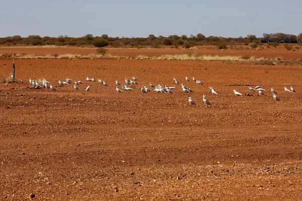 Cockatoos Toplamak Tohum Alanında Avustralya — Stok fotoğraf