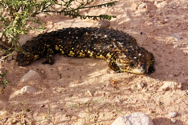 Μπλε Γλωσσίδια Skink Tiliqua Rugosa Ausatralia — Φωτογραφία Αρχείου