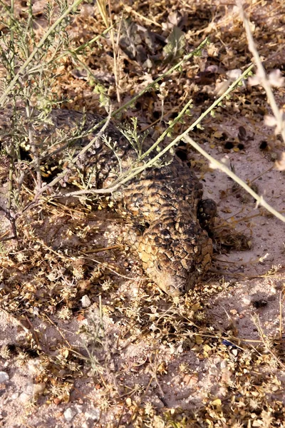 Skink, mavi dilli Tiliqua rugosa, Ausatralia