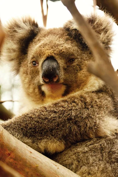 Koala Phascolarctos Cinereus Marsupial Único Australi — Fotografia de Stock