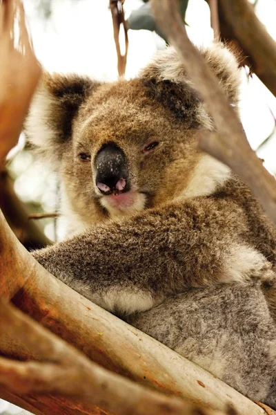 Koala Phascolarctos Cinereus Unique Marsupial Australi — стоковое фото