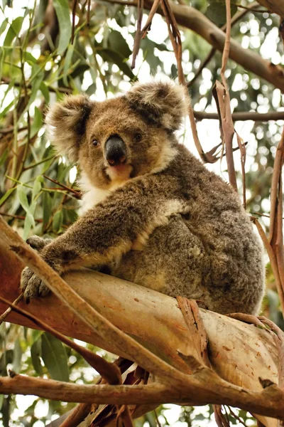 Koala Phascolarctos Cinereus Benzersiz Keseli Hayvanı Australi — Stok fotoğraf