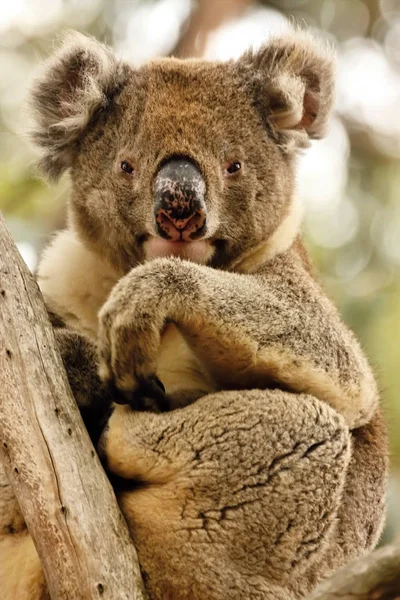 Koala Phascolarctos Cinereus Unique Marsupial Australi — стоковое фото