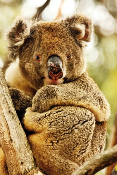 Koala Phascolarctos Cinereus Einzigartiges Beuteltier Australi — Stockfoto