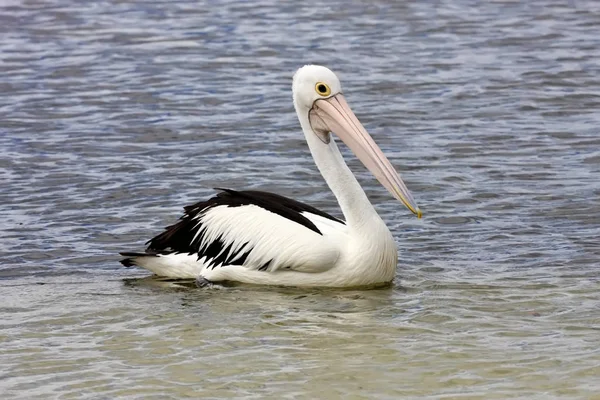 Australian Pelican Pelecanus Conspicillatus Ashore Australia — Stock Photo, Image