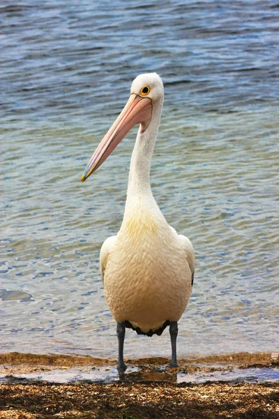 Australian Pelican Pelecanus Conspicillatus Ashore Australia — Stock Photo, Image
