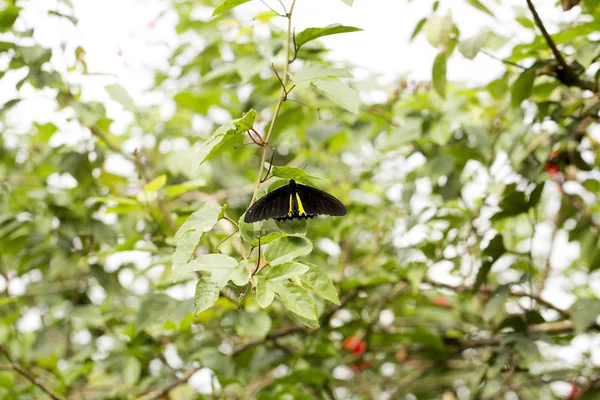Тропическая Бабочка Цветке Индонезия — стоковое фото