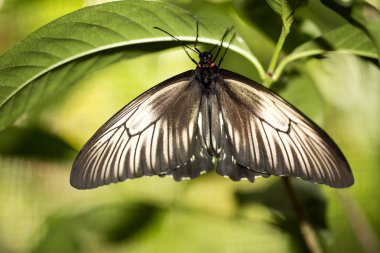 Taze tropikal kelebek, Endonezya yumurtadan