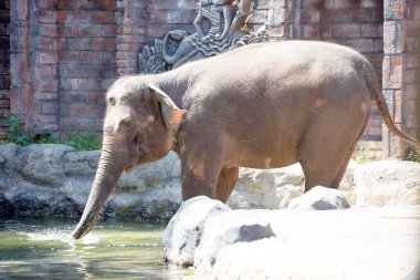 Sumatra fil Elephas maximus sumatranus, Endonezya