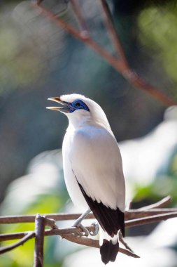 Bali myna, Leucopsar rothschildi, It is critically endangered clipart