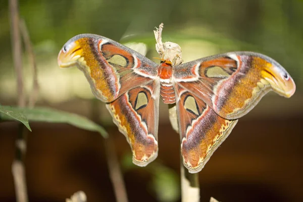 Świeżo Wyklute Motyli Indonezja — Zdjęcie stockowe