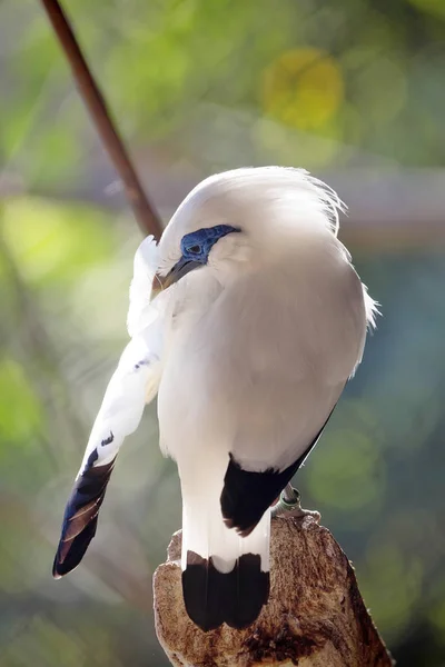 Bali Myna Leucopsar Rothschildi Está Criticamente Perigo — Fotografia de Stock