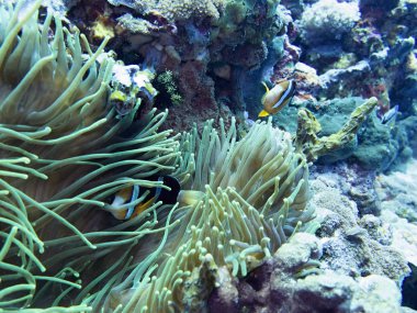 Coral Sea, Bali, Endonezya