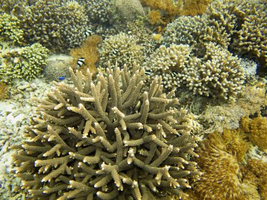 Coral Sea, Bali, Endonezya