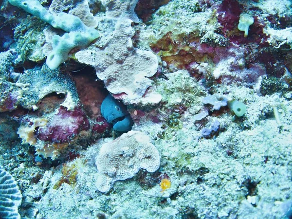 Mar Coral Bali Indonesia — Foto de Stock