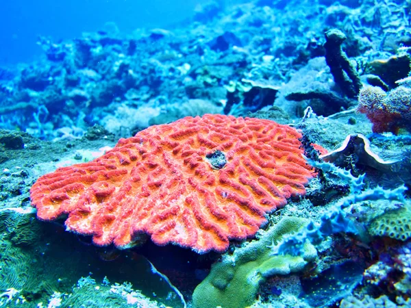 Coral Sea Bali Indonesien — Stockfoto