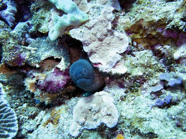 Moray Mar Coral Bali Indonésia — Fotografia de Stock