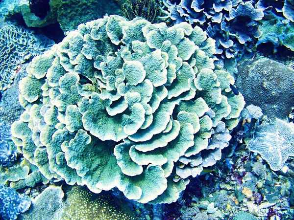 Coral Sea Bali Indonézia — Stock Fotó