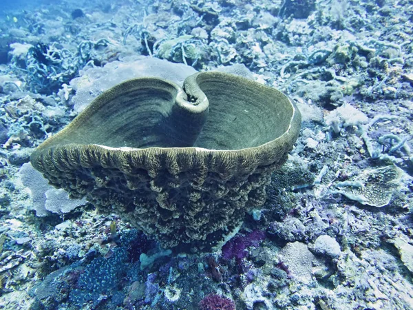 サンゴ海 バリ島 インドネシア — ストック写真