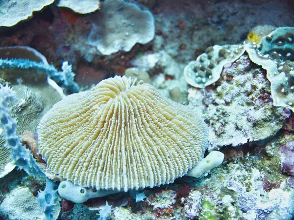 Coral Sea Bali Indonesië — Stockfoto
