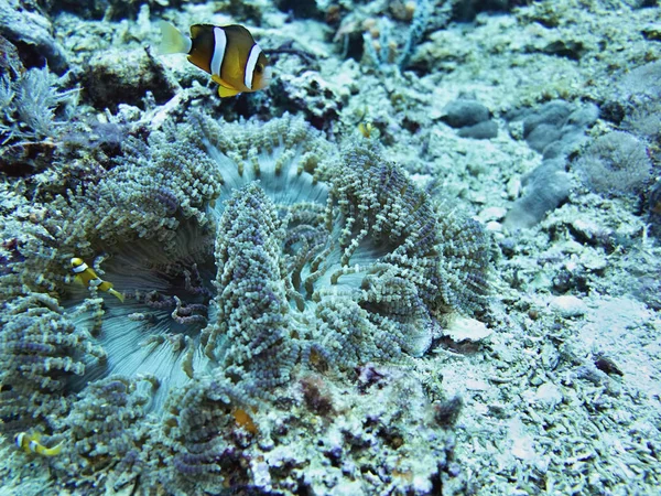 Coral Sea Bali Indonesien — Stockfoto