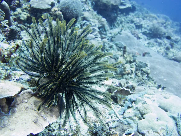 Coral Sea Bali Indonesia — Stock Photo, Image