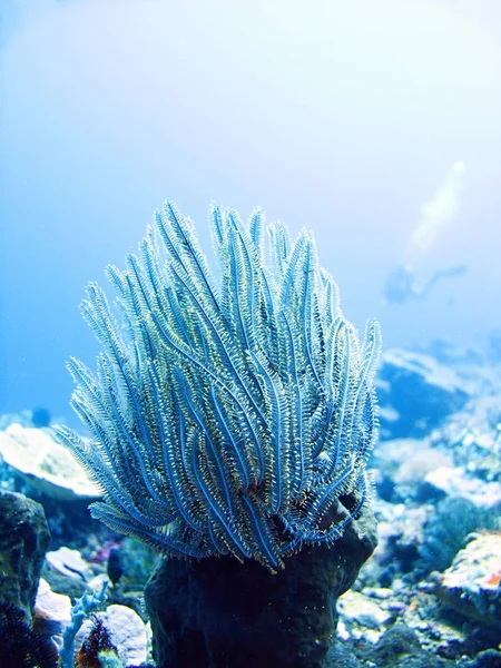 Coral Sea Μπαλί Ινδονησία — Φωτογραφία Αρχείου