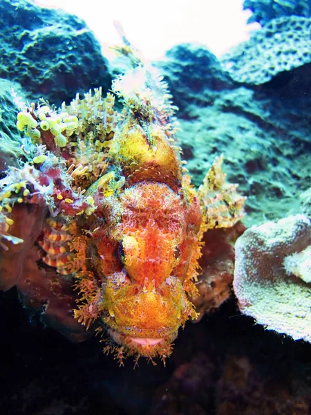 カサゴ 珊瑚海 インドネシア — ストック写真