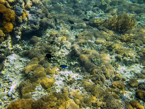 Mar Coral Bali Indonesia — Foto de Stock