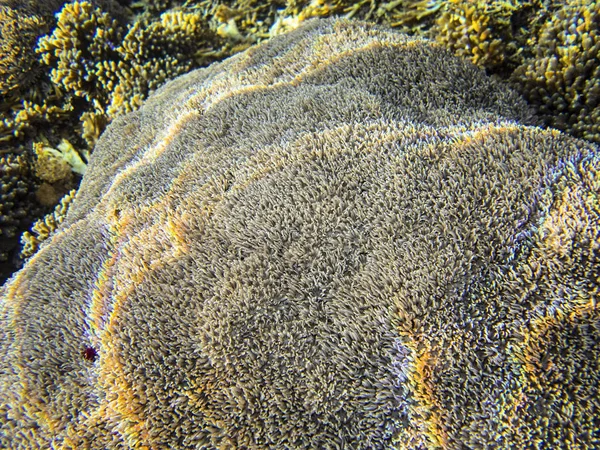 Coral Sea Bali Endonezya — Stok fotoğraf