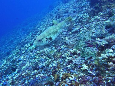 kambur turretfish, Mercan Denizi, Bali, Endonezya