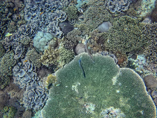 Coral Sea Bali Endonezya — Stok fotoğraf