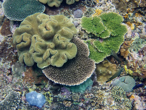 Korallenmeer Bali Indonesien — Stockfoto