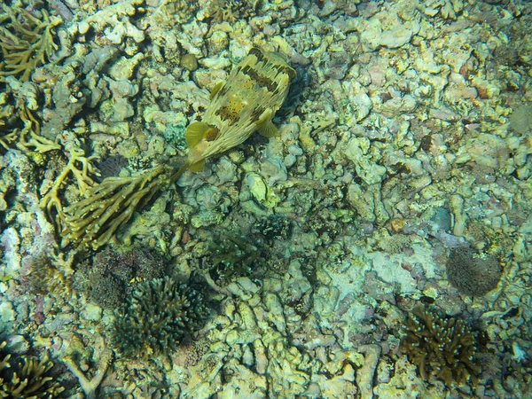 Mar Coral Bali Indonesia — Foto de Stock