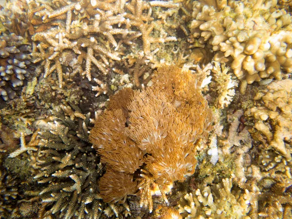 Coral Sea Bali Indonesia — Stock Photo, Image