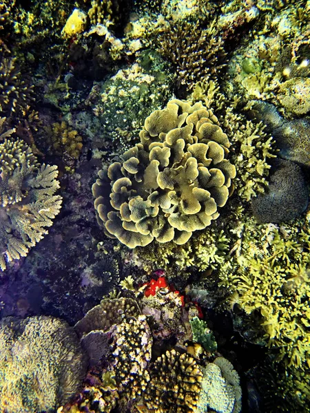 Coral Sea Bali Indonésia — Fotografia de Stock