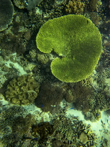 Mer Corail Bali Indonésie — Photo