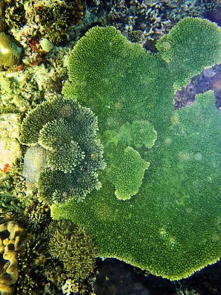 Coral Sea Bali Indonézia — Stock Fotó