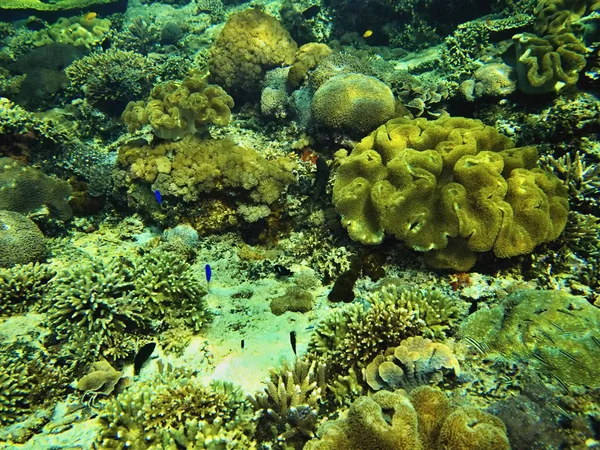 Coral Sea Bali Indonesien — Stockfoto