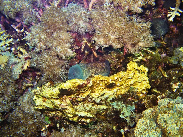 Moray Coral Sea Bali Indonesia — Stock Photo, Image
