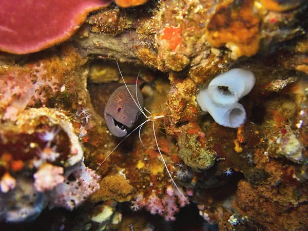 ウツボ 珊瑚海 インドネシア — ストック写真