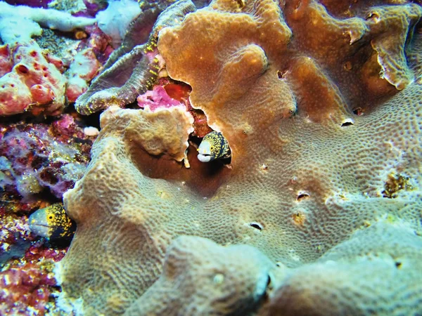 Moray Mar Coral Bali Indonésia — Fotografia de Stock