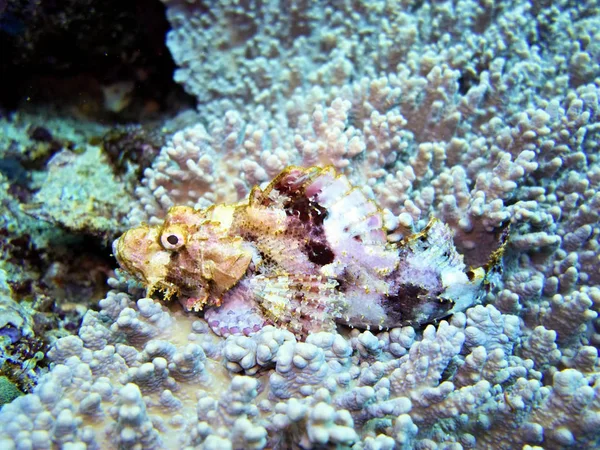 Escorpião Mar Coral Bali Indonésia — Fotografia de Stock