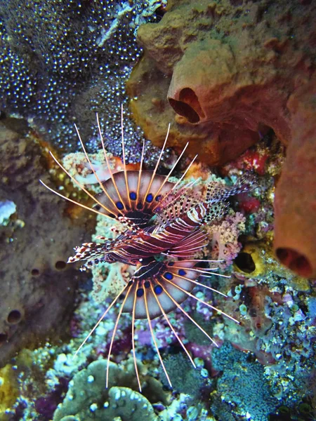 Cantarilho Pterois Antennata Mar Coral Bali Indonésia — Fotografia de Stock